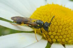 Cerceris rybyensis