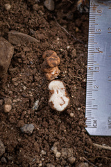 Balsamia