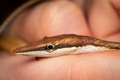 Oxybelis potosiensis