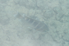 Abudefduf concolor