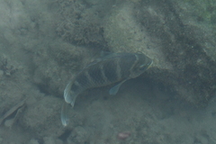 Abudefduf concolor