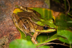 Lithobates vaillanti