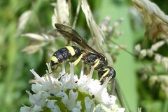 Cerceris rybyensis
