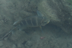 Abudefduf concolor