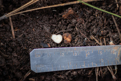 Balsamia