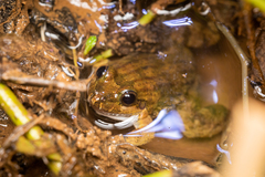 Leptodactylus melanonotus