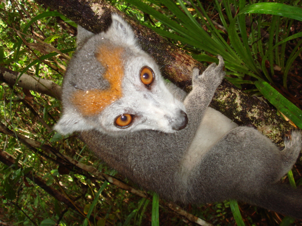 Crowned Lemur