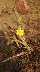 Hypoxis acuminata