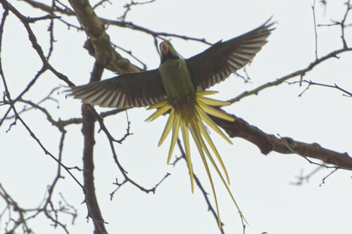 Alexandrine Parakeet