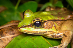 Lithobates vaillanti