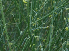 Leptadenia pyrotechnica