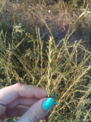 Salsola collina