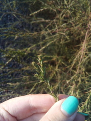 Salsola collina