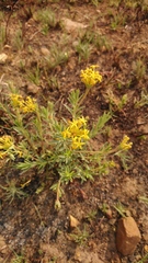 Lasiosiphon capitatus