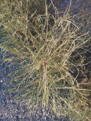 Salsola collina