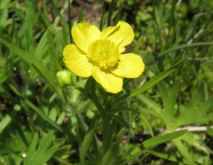 Ranunculus occidentalis