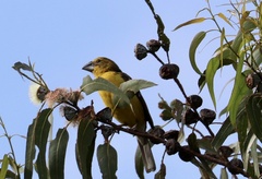 Pheucticus chrysogaster