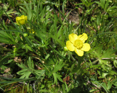 Ranunculus occidentalis