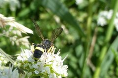Cerceris rybyensis
