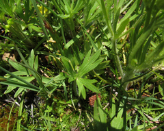 Ranunculus occidentalis