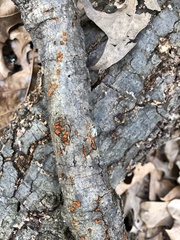 Amphilogia gyrosa
