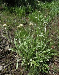 Antennaria anaphaloides