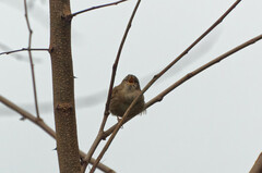 Troglodytes troglodytes