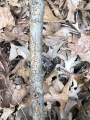 Amphilogia gyrosa