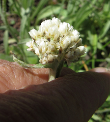 Antennaria anaphaloides
