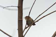 Troglodytes troglodytes