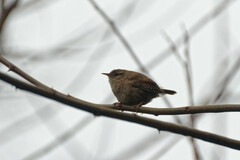 Troglodytes troglodytes