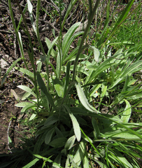 Antennaria anaphaloides