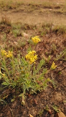 Lasiosiphon capitatus