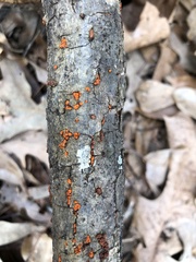 Amphilogia gyrosa