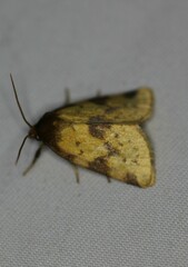 Azenia obtusa