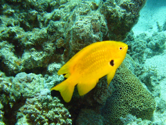 Pomacentrus sulfureus
