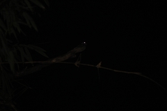 Caprimulgus macrurus