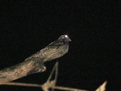 Caprimulgus macrurus