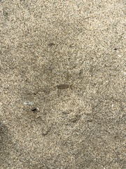 Megalorchestia corniculata