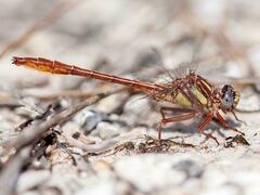 Phanogomphus cavillaris