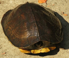 Melanochelys trijuga