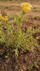 Lasiosiphon capitatus