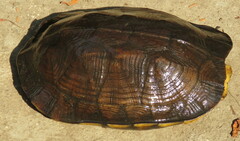 Melanochelys trijuga