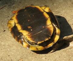 Melanochelys trijuga