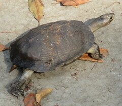 Melanochelys trijuga