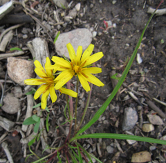Agoseris glauca