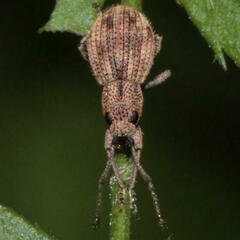 Calomycterus setarius