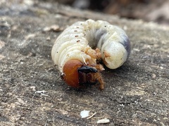 Odontotaenius disjunctus