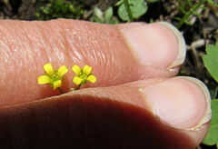 Draba albertina