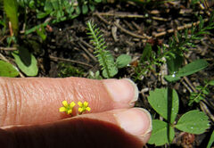 Draba albertina